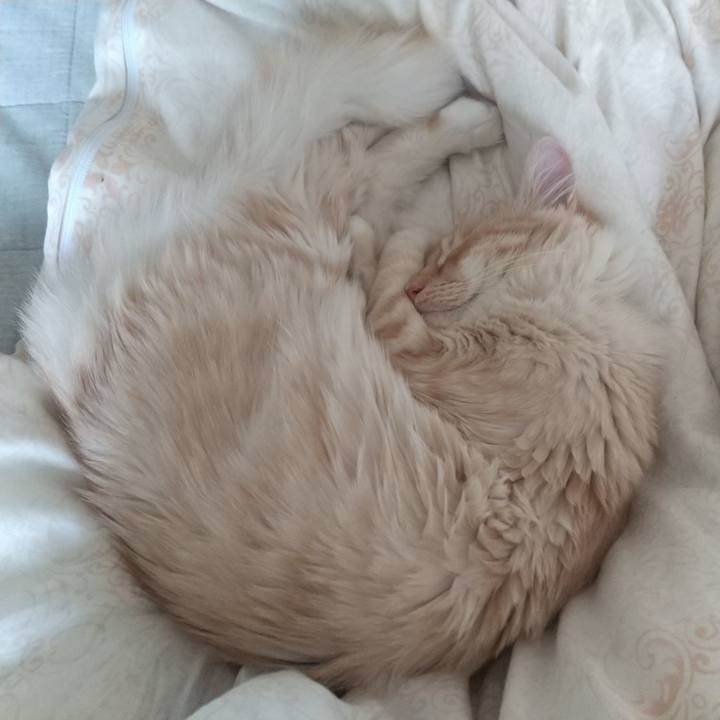 A2123aac ca90 4004 863b abec064c80cb 1619313012407