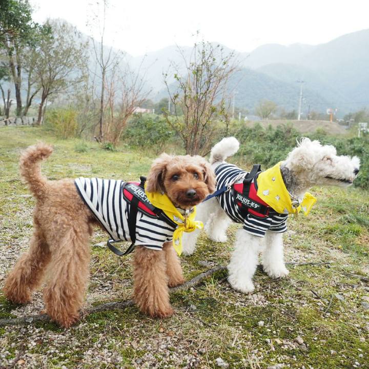 A2124597 7634 4b93 877d 63bf479f3ef1 1508857345573