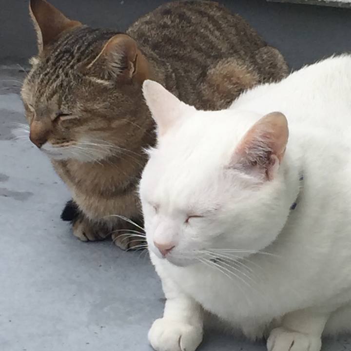 A214a9f6 d229 466e ad54 9a19de1770a5 1525304884926