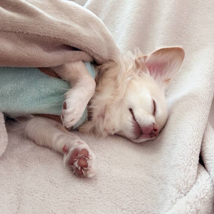 A2161164 4854 4506 8714 9f898bf848f0 1735389849526