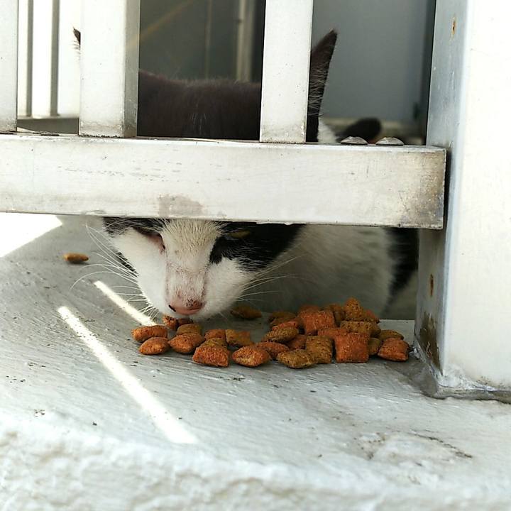 A2184580 e39d 469e a8c7 d33ea6b31295 1527378601066