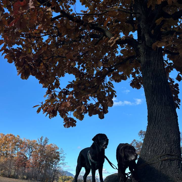 A219a90b f8e6 40f6 8542 a67c7ec34f01 1763981483575