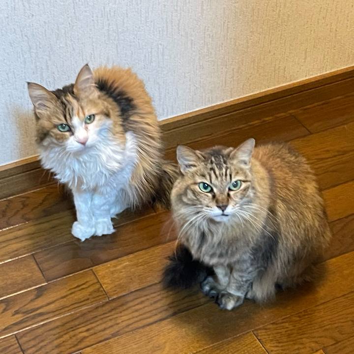 A21ce5b4 1bd5 4ca7 a369 9b5f912089f4 1771032386326