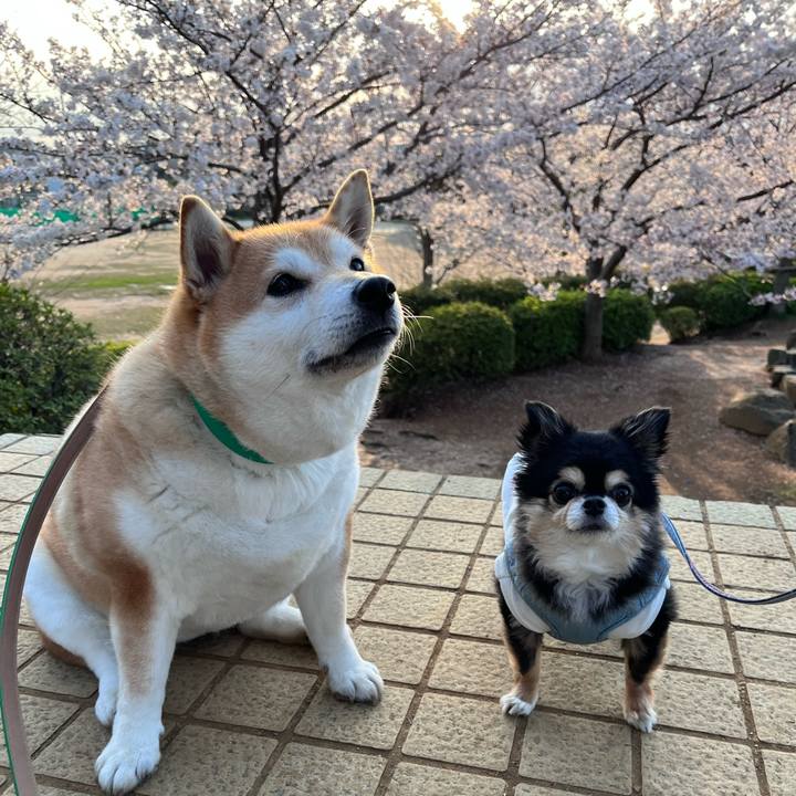 A21d24cd 5a70 4c99 87dd ec8e112e1f2b 1680167570413