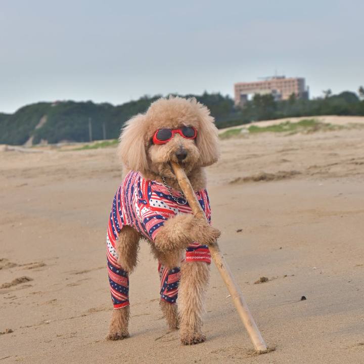 A22044fb a725 4864 85a9 73993033c107 1528113545341