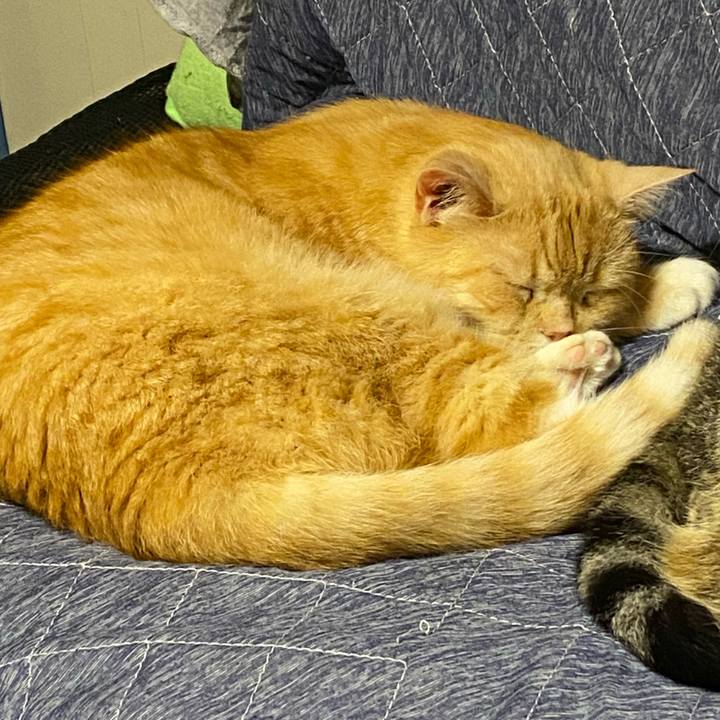 A221742f 45ee 41ca bc69 34b2a07a4e3d 1622459427380