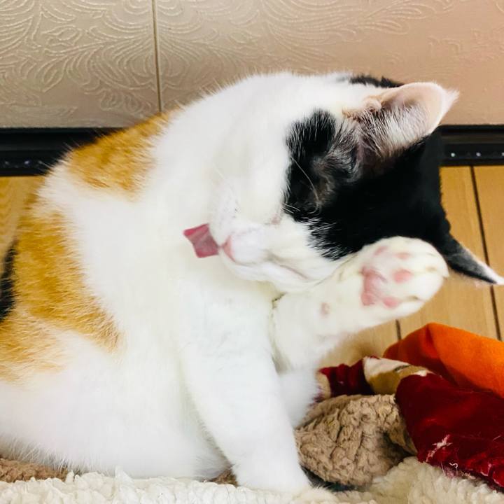 A22259ac 0d32 43fb a5c4 08fa2aa72adf 1702507061056