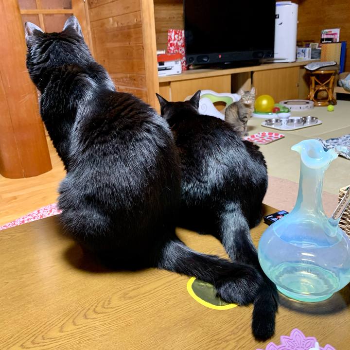 A223af60 2f94 4459 8ae2 0fdd7de88965 1615033378149