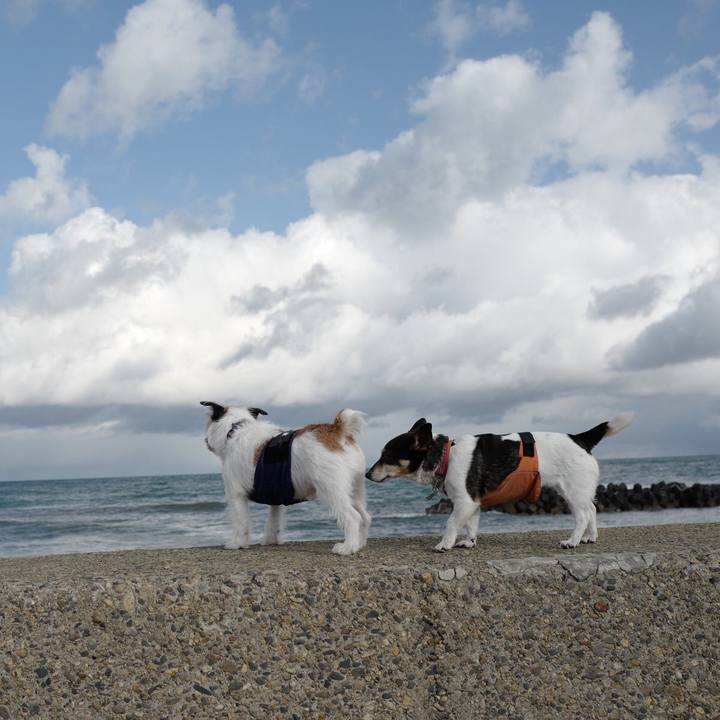 A2299843 0bdd 4ea2 a433 2f38a2886742 1554091008435