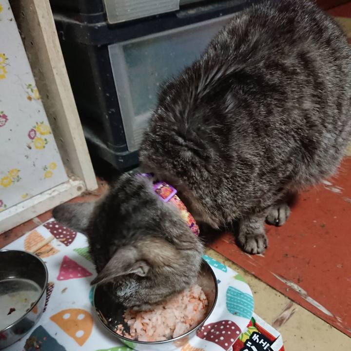 A229fe8f 3480 4f08 8916 f72c8d8a81b0 1588192980174