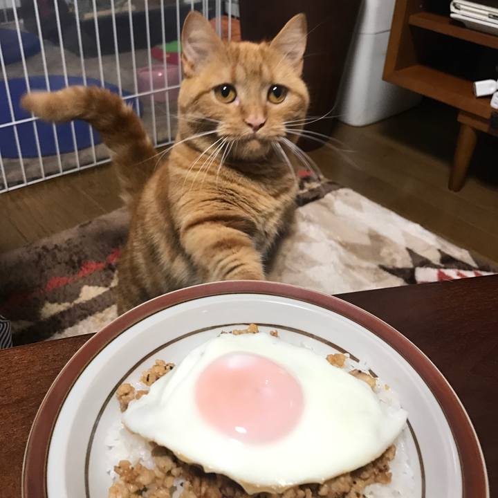 A22ae6fa 1cfa 45ff 8a86 2e16f9fc1195 1520249646647