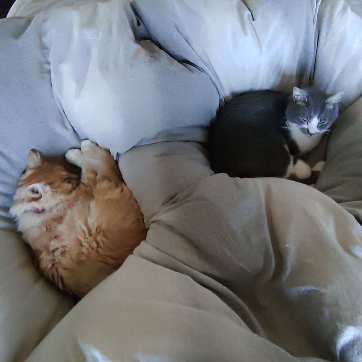 A22f0fb6 569a 41a0 b73a b85187cf2489 1667696636043