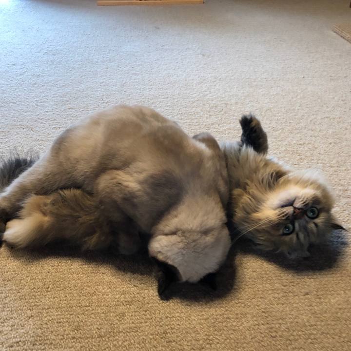 A22f170b 59a4 4636 8279 6a3edefd353b 1596673813249