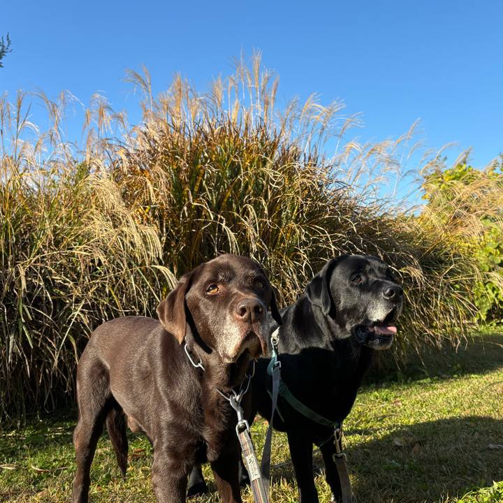 A2333448 6d81 4395 9a2c 275a0d327e29 1764504242809