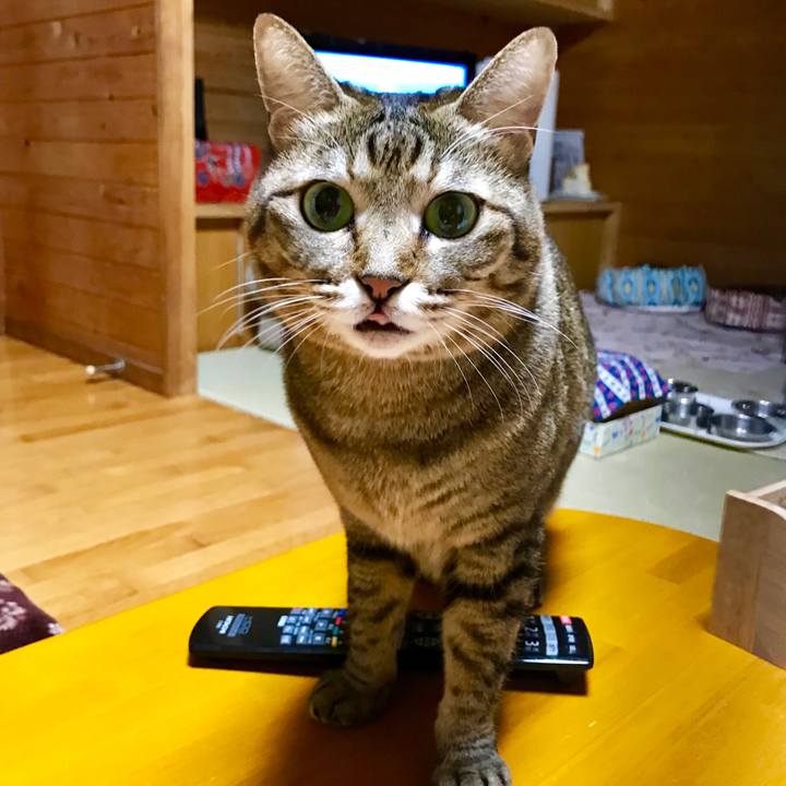 A233c754 d35f 4eba b806 baefdea5224a 1542453042888