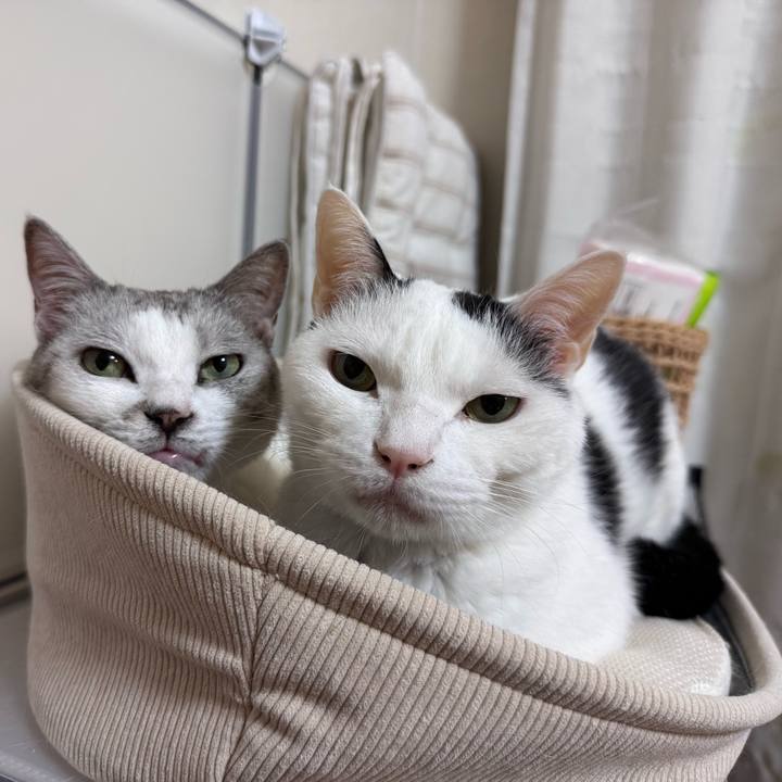 A23417e2 1b18 444f 8062 cb55930264d5 1768011213894