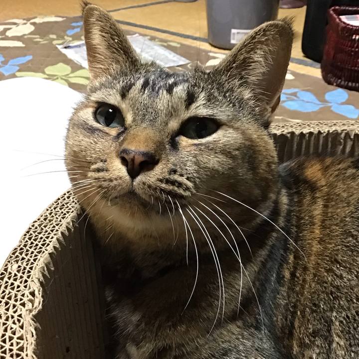 A236ffac e207 42ff ac9c 85bc6366a17c 1762334208085