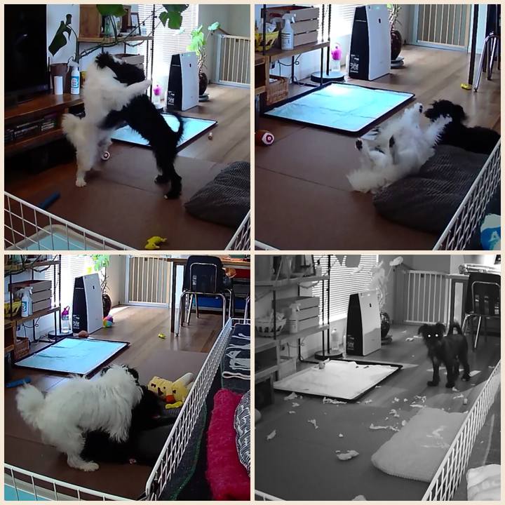 A2398514 dfcf 4d03 ba2b d1721497b807 1533683432014