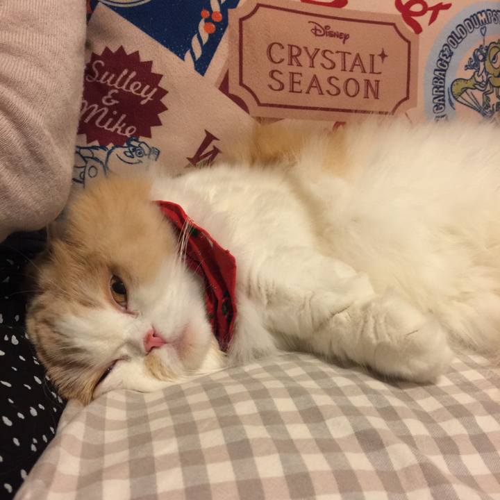 A23ba50b 1f94 4b17 af74 9a2a2362f18a 1544277149693