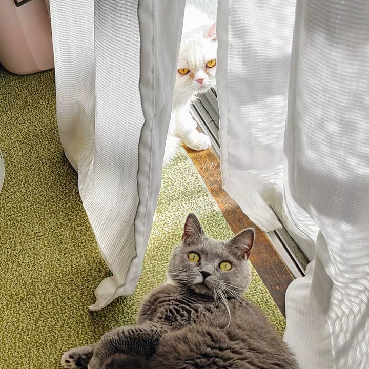 A23f95a9 da2b 40c4 b874 4994837fa504 1738719606622