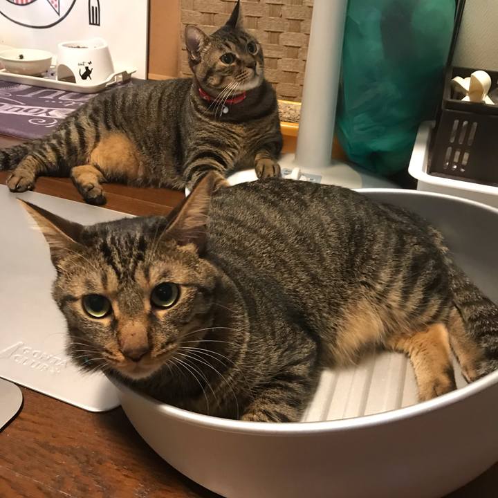 A24399af 80d1 4be9 9cdd 8ca783a5ca39 1538833122274