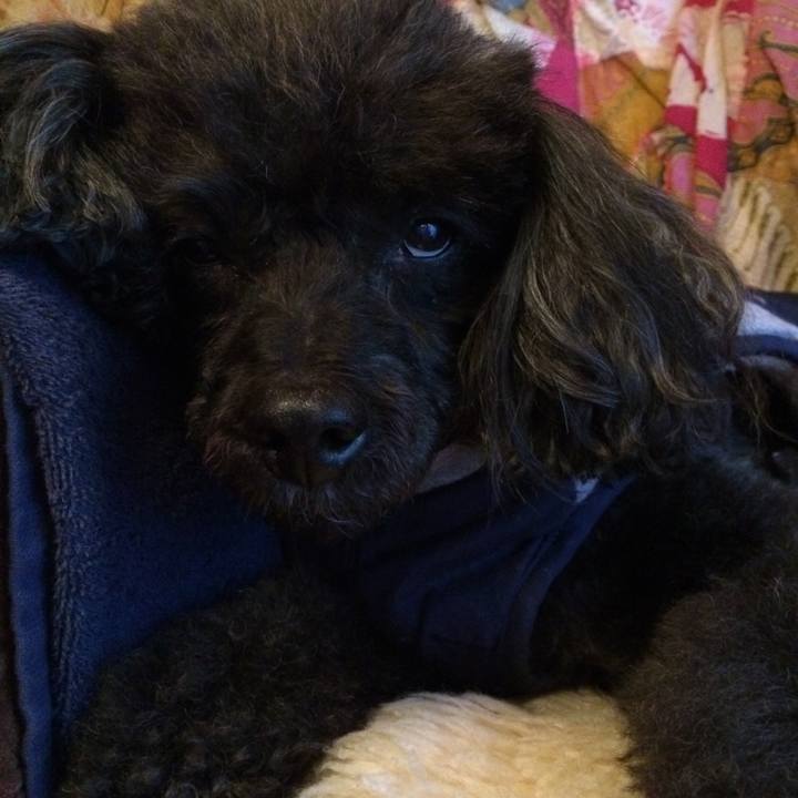 A244cf07 aeb3 4d8d 9b1f daa034047459 1513030823755