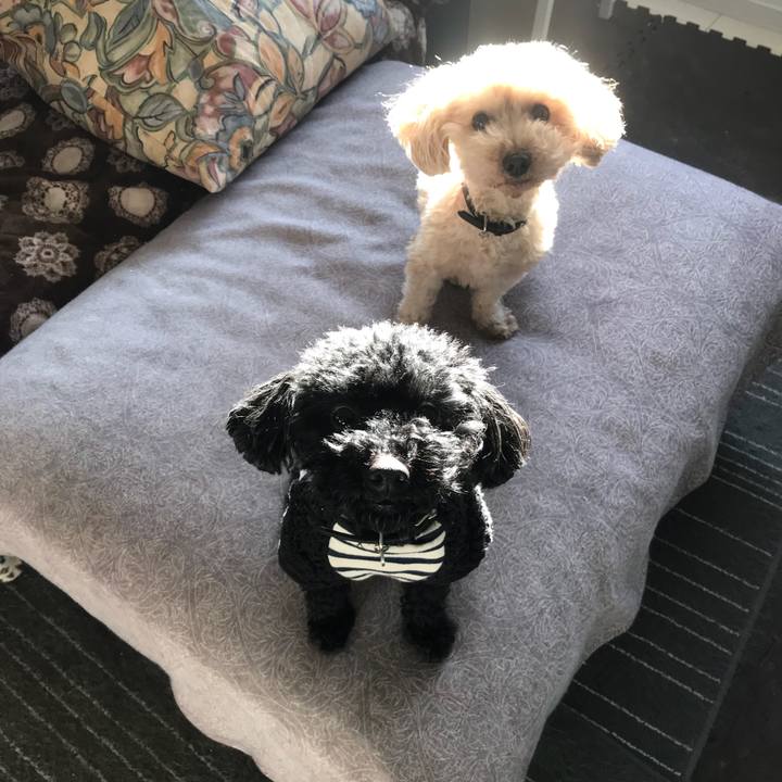 A2454234 6a54 44ba 9dc3 d069e0c7cb75 1513120576833