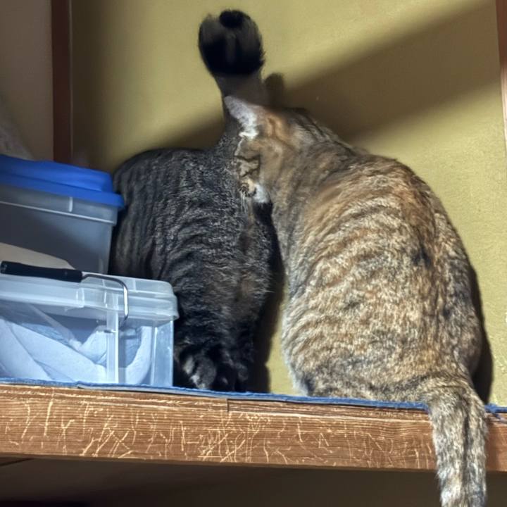 A245a521 3ae2 491a bc4b 0de993c7ba43 1763419288962