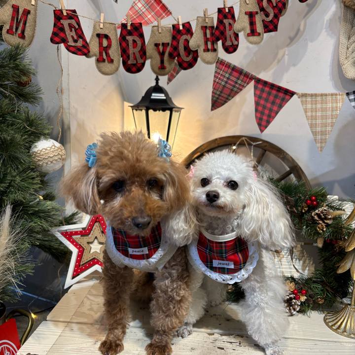 A246b4d5 eec6 4174 b2ce c0add7da46eb 1766555180118