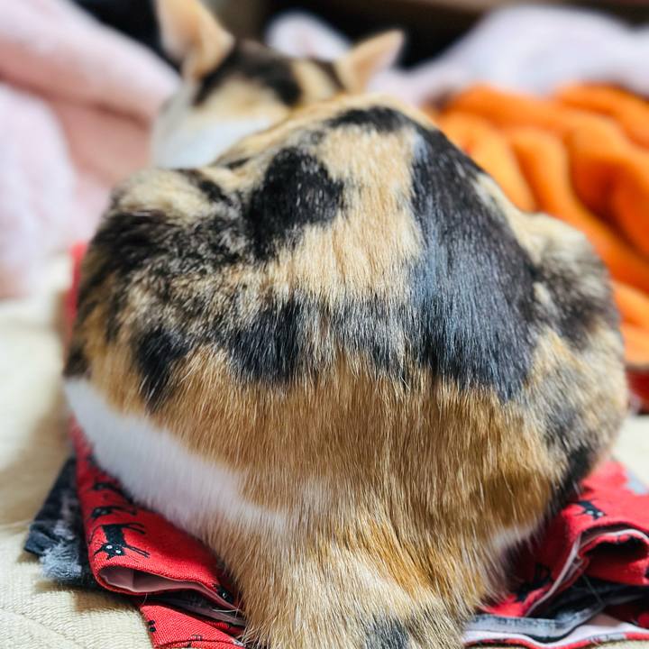 A246bab0 8656 4690 a96d fea708b722f0 1682908278559