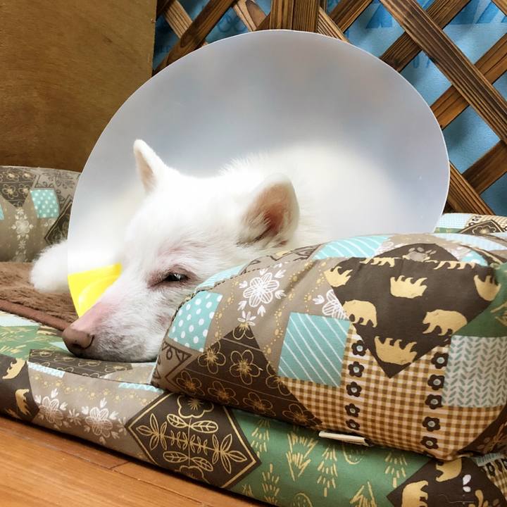 A24718e4 9a35 4bfc 939b 8ec491125c78 1613539373897