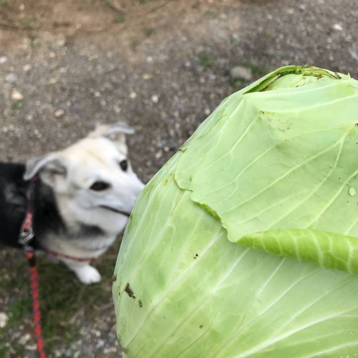 A24cba30 cbcb 4cdc b97c 5b031708bda3 1549701400635