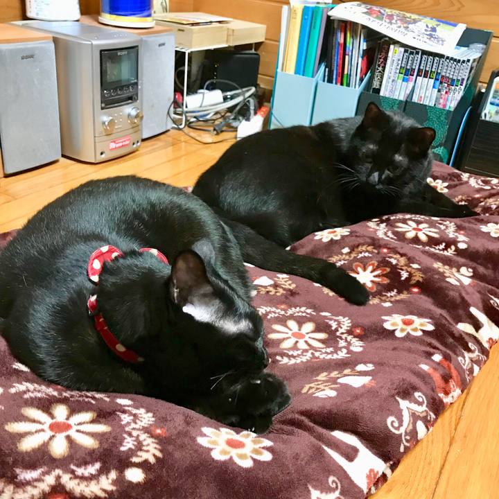 A24d416c 25fd 4095 a44e 32f056151d5b 1509005061651