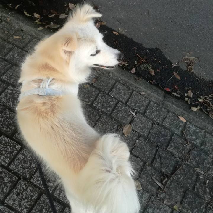 A24d4a7d c190 4189 85ed 01e410a7cede 1509008243520