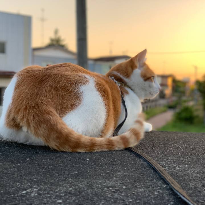 A250e3a8 d75a 4e41 986e 29d6bad78642 1601984128905