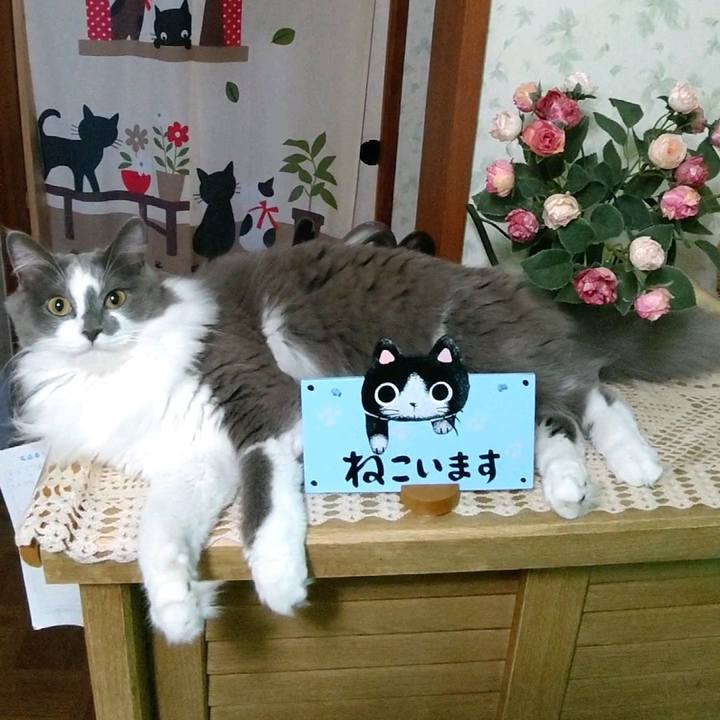 A2539545 dfae 42ca 89e5 53ec657f17c6 1597526902032