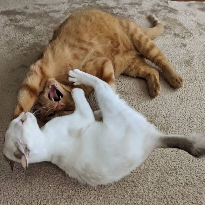 A258624f 9005 4b28 8acd 0f78305aa675 1692162878921