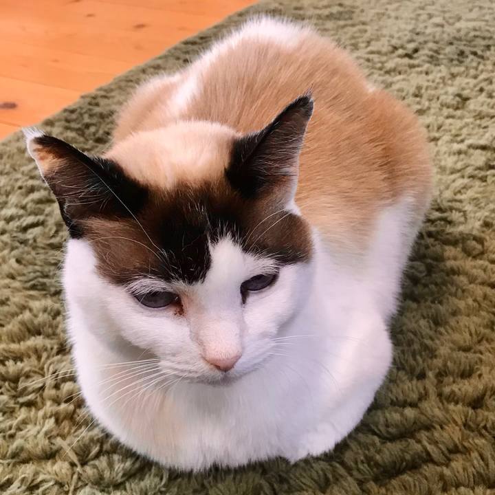 A25a099f 513b 4376 bdeb 5f86a4d60062 1585547062061