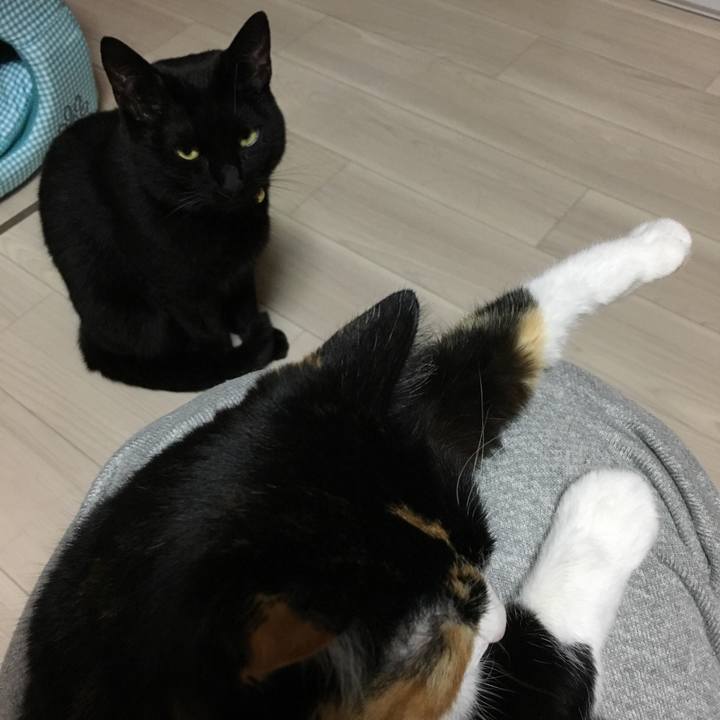 A25ad109 9d1c 473c 9e98 927cc663fb80 1511263394012