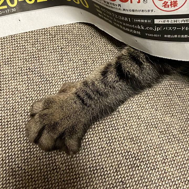 A25c1426 b4e6 41ae afca 520fe15a7db6 1617794404887