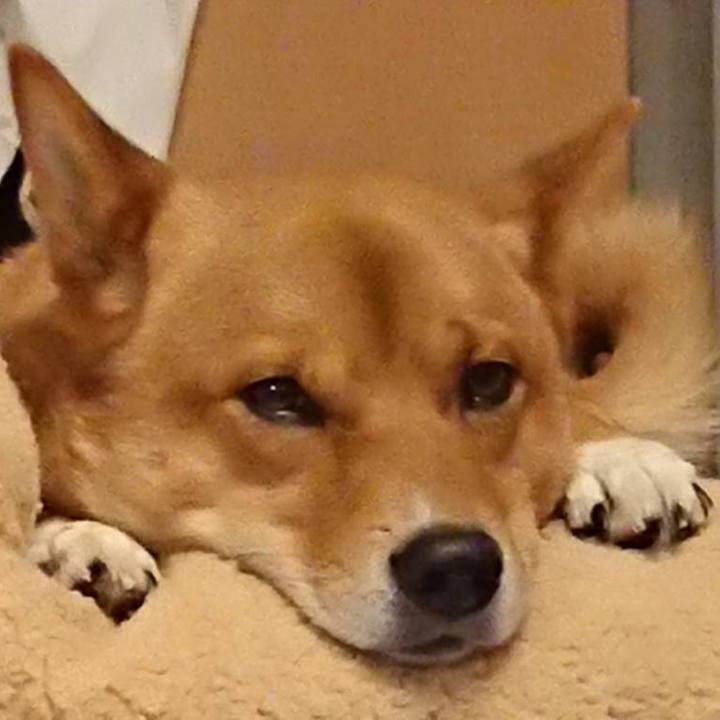 A2621d58 fc77 48b6 aa33 831fb6a410c3 1544568219451