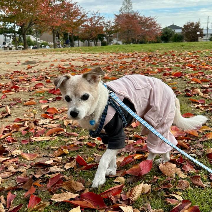 A2631cd7 b602 4f6a b479 464918bf9469 1763601796413