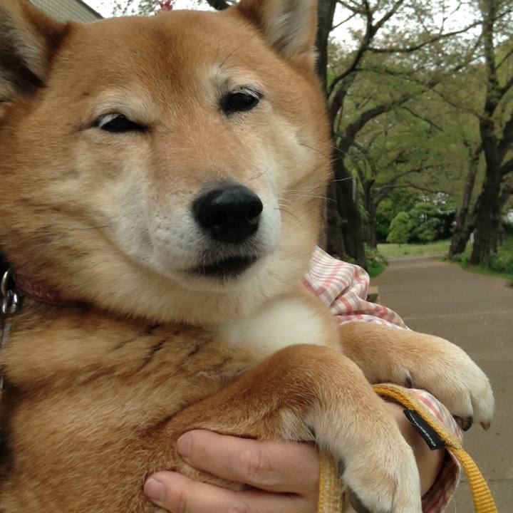 A2686218 7432 4156 86cf ce3815ca2df7 1522998110707