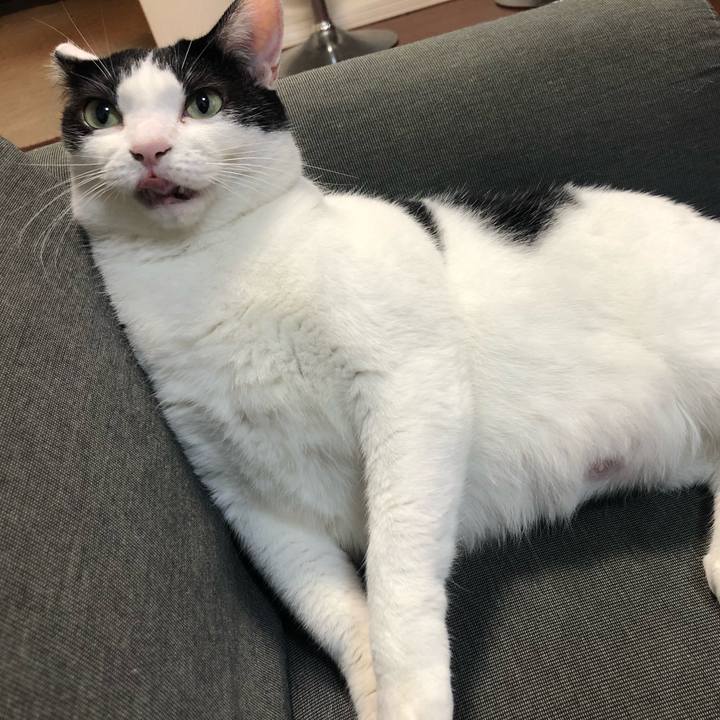 A2686a92 76ff 44c4 a81b 9ebb3abe85f2 1540022139519