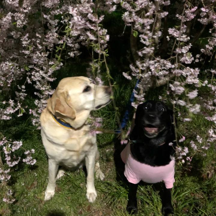 A2690102 d38c 4e1a 9832 199c0b9453a4 1522929130785