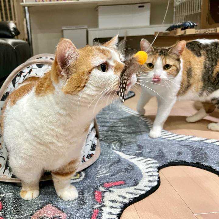 A26aa6e6 4795 4bf5 82d4 35511ea12240 1772162980683