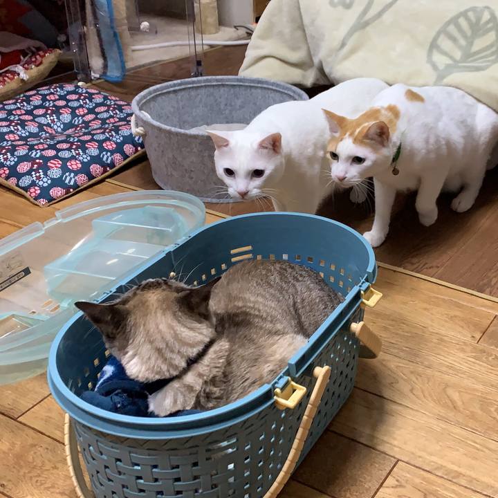 A26beb38 e227 4588 803f 117c81074583 1579430749058