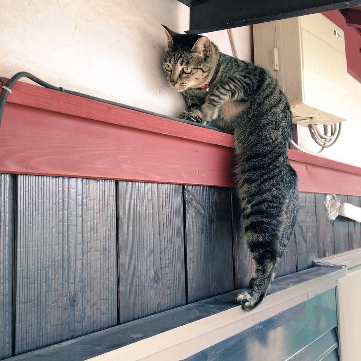 A26ef641 e255 4496 9835 89a0156bab01 1526876830721