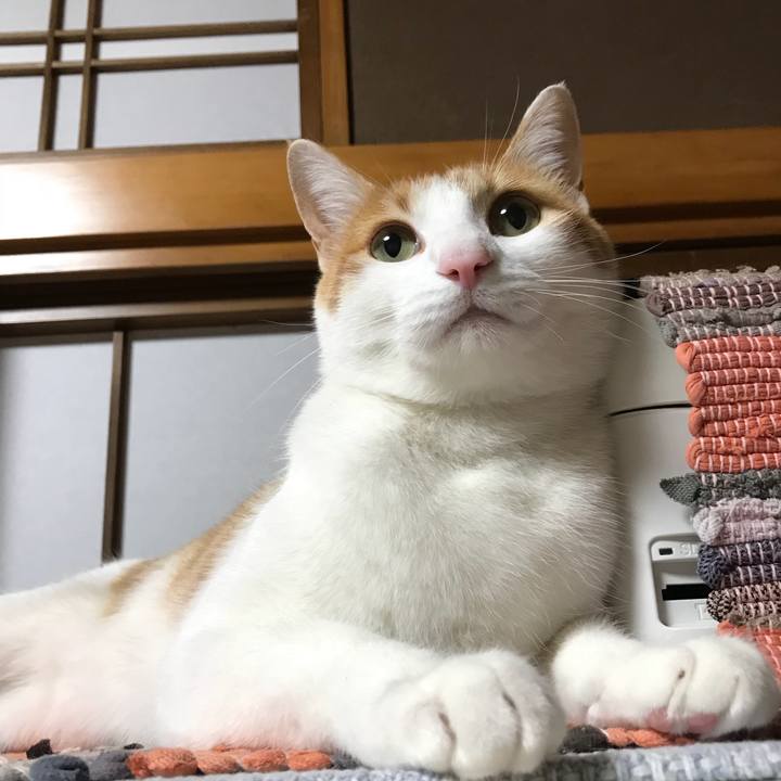 A27033d0 1980 4879 9fc4 a6af4a9a3f09 1516619142584