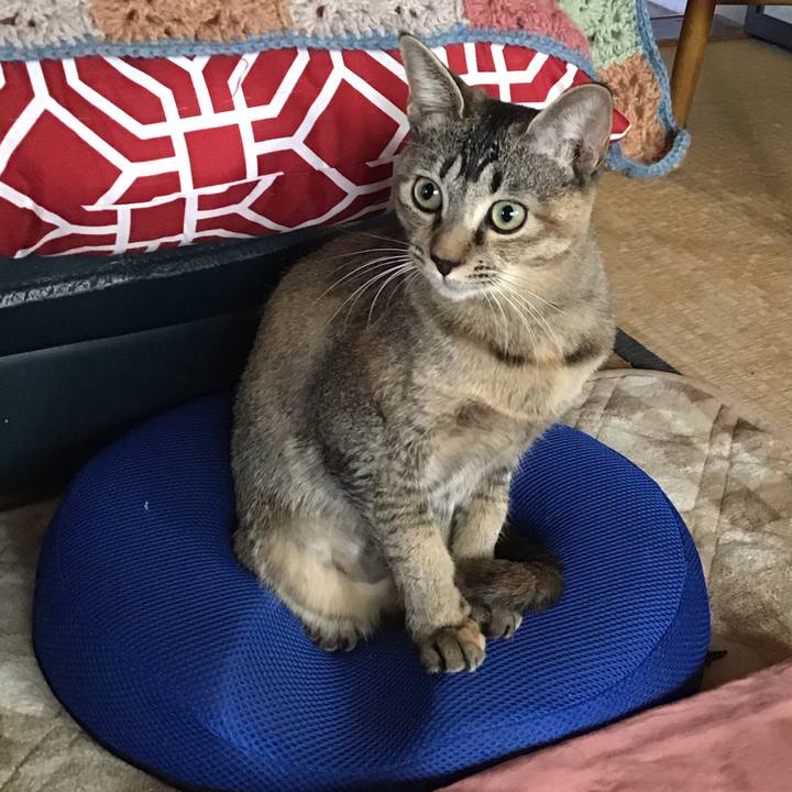 A270afa4 1ae5 4b04 a16c b501c61c6b86 1574292913100